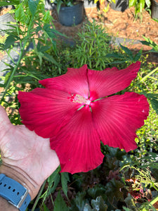 Hibiscus	Lord Baltimore