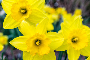 Daffodil Carlton 10 count