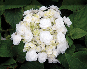 Hydrangea Wedding Gown