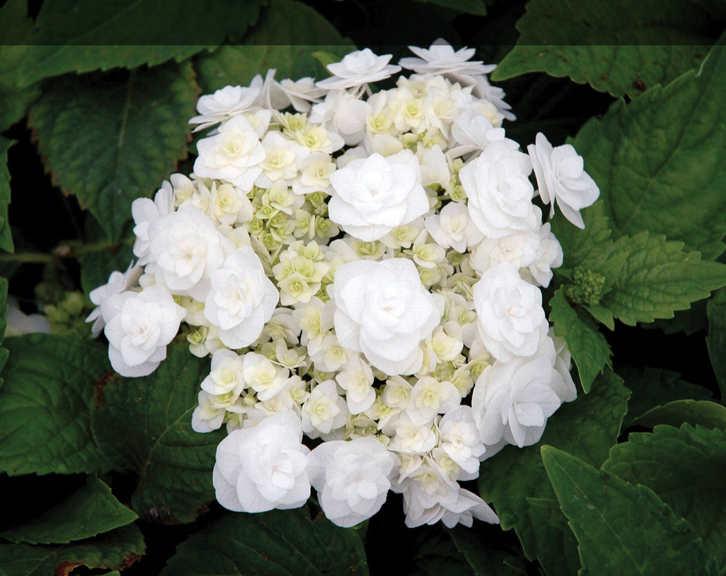 Hydrangea Wedding Gown