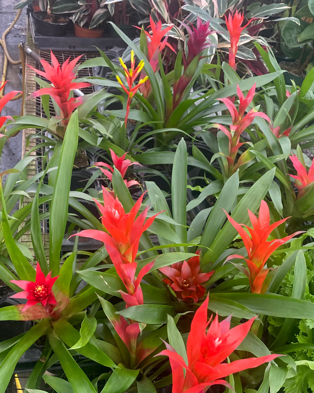 Bromeliad