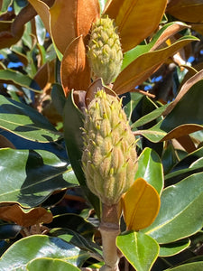 Magnolia grandiflora 'Kay Paris '