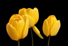 Load image into Gallery viewer, Tulip Darwin Hybrid Yellow 10 count
