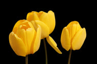 Tulip Darwin Hybrid Yellow 10 count