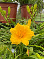 Hemerocallis Daylily Stella d’Oro