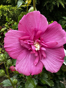 Hibiscus Syriacus Pink Chiffon