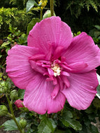 Hibiscus Syriacus Pink Chiffon