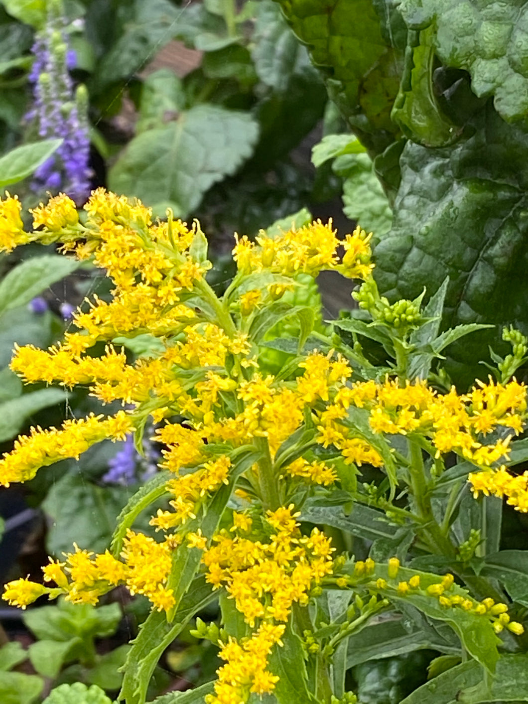 Solidago