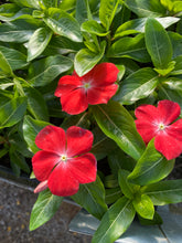 Load image into Gallery viewer, Vinca
