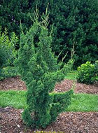 Juniperus robusta