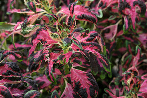Sun Coleus