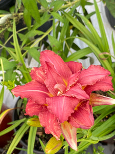 Hemerocallis Daylily Double Pardon Me ****NEW***