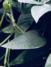 Load image into Gallery viewer, Pothos Cebu Blue
