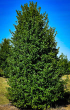 Load image into Gallery viewer, Ilex opaca  ‘Green Leaf Holly’
