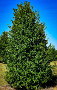 Ilex opaca  ‘Green Leaf Holly’