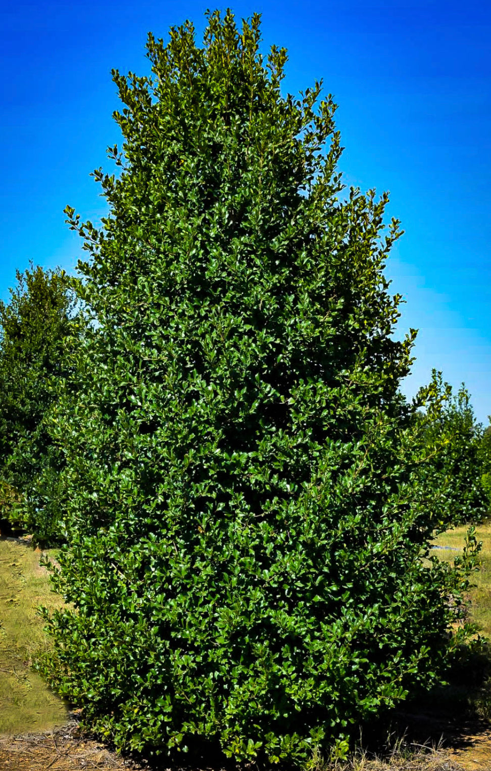 Ilex opaca  ‘Green Leaf Holly’