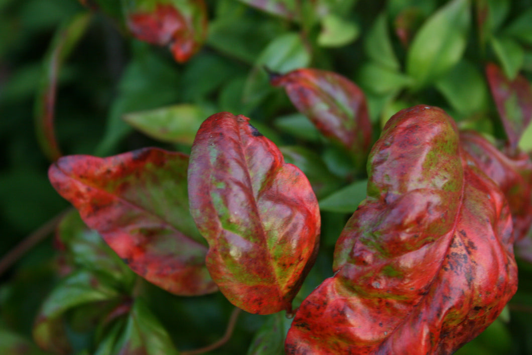 Nandina Firepower