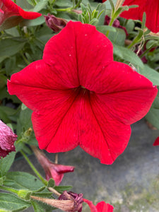 Wave Petunia