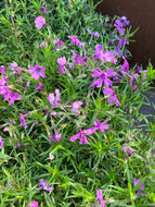 Phlox subulata