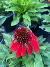 Load image into Gallery viewer, Sombrero® Baja Burgundy Coneflower
