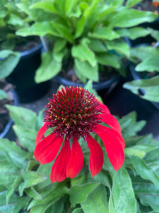 Sombrero® Baja Burgundy Coneflower