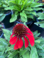 Sombrero® Baja Burgundy Coneflower
