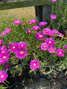 Delosperma Pink Ice Plant