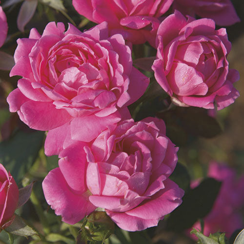 Knockout Rose