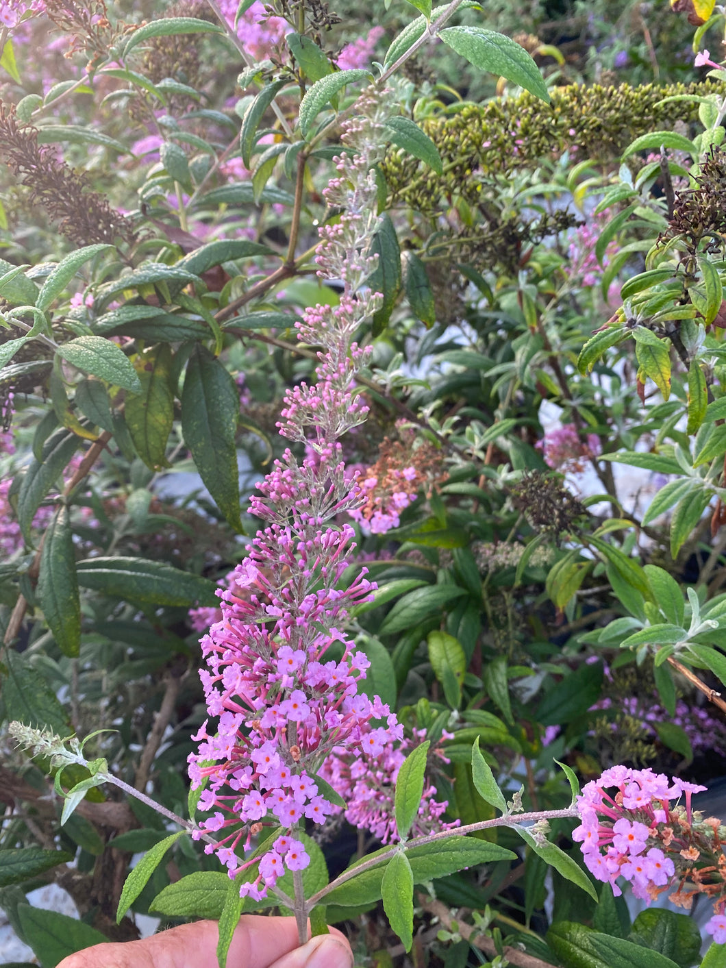 Buddliea Pink Delight