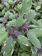 Salvia Tricolor Sage