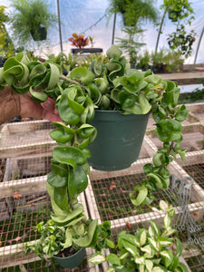 Hoya Hindu Rope Plant