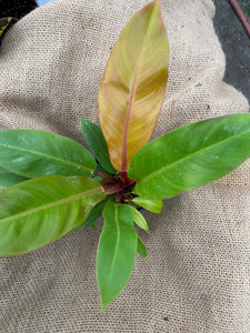 Philodendron ‘Rojo’