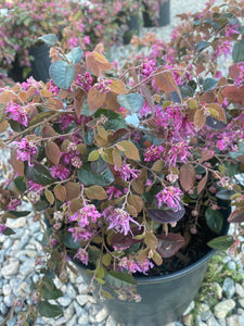 Loropetalum Ruby