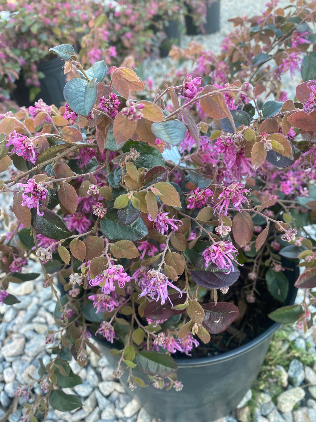 Loropetalum Ruby