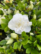 Azalea Hardy Gardenia