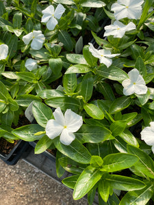 Vinca