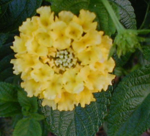 Lantana