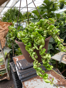 Hoya Hindu Rope Plant