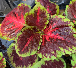 Kong Coleus