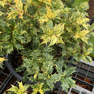 Osmanthus heterophyllus ‘Goshiki’