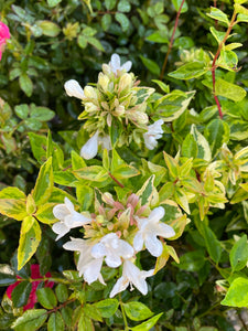 Abelia Kaleidoscope