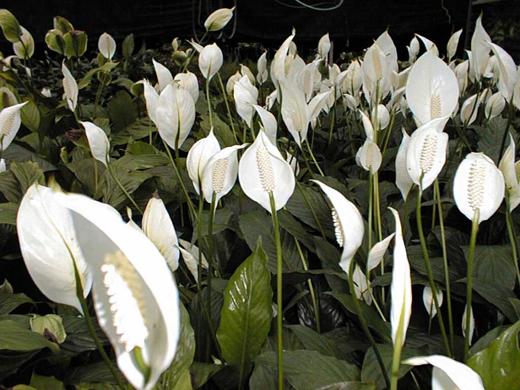 peace lily nursery Peace Lily – Franklin Brothers Nursery
