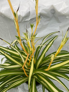 Chlorophytum comosum Spider Plant