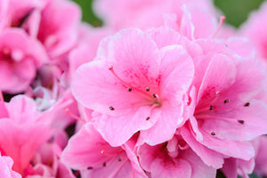 Azalea Pink Gumpo