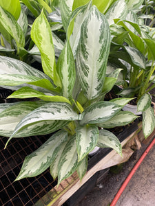 Aglaonema Silver Bay