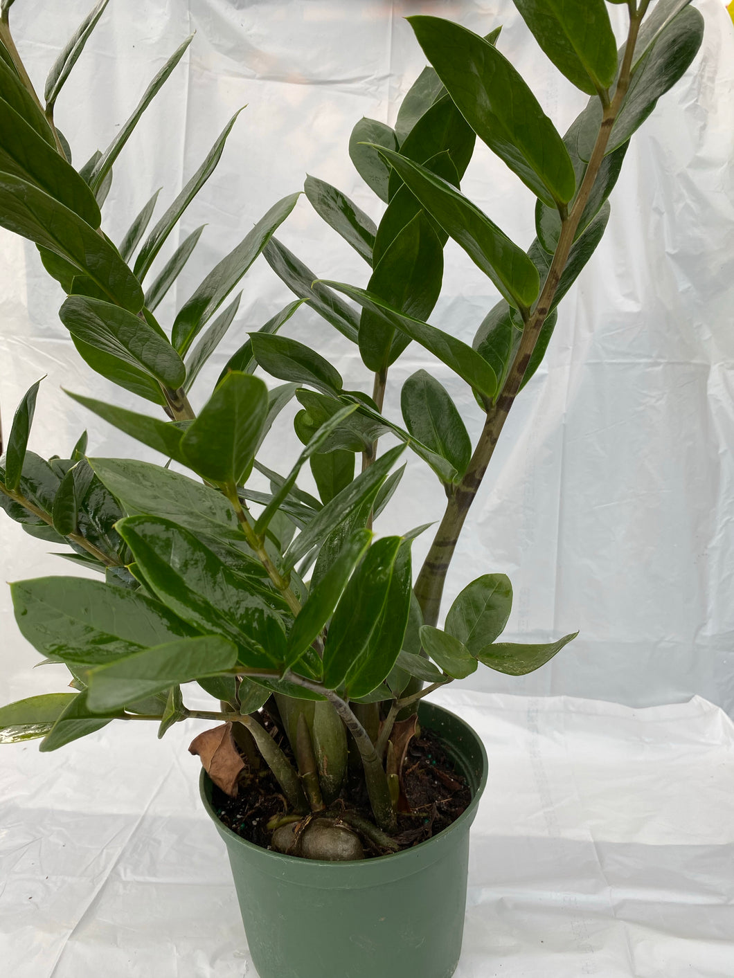 Zamioculcas zamiifolia ZZ plant
