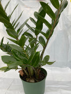 Zamioculcas zamiifolia ZZ plant