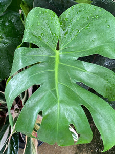 Rhaphidophora Tetrasperma Mini Monstera