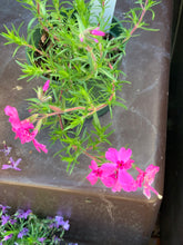 Load image into Gallery viewer, Phlox subulata
