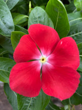 Load image into Gallery viewer, Vinca ( Catharanthus) 4” Pot
